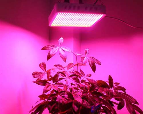 Learnew quality led grow light cob from China bulk production-10